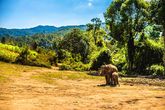 Elefantencamp Thailand - Elefanten im Camp