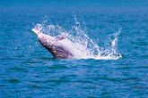 Khanom Rosa Delfin
