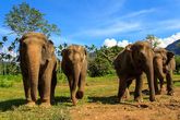 Elephant Hills Khao Sok Nationalpark Elefanten